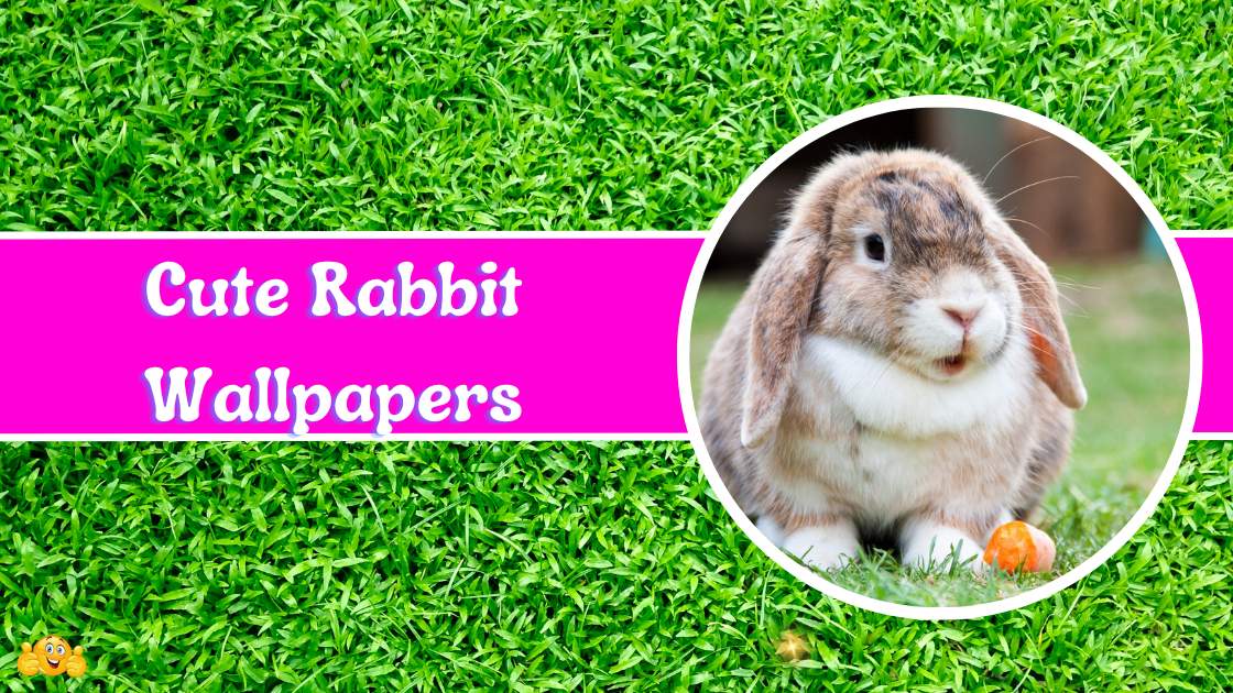 Rabbit Wallpapers Free Download